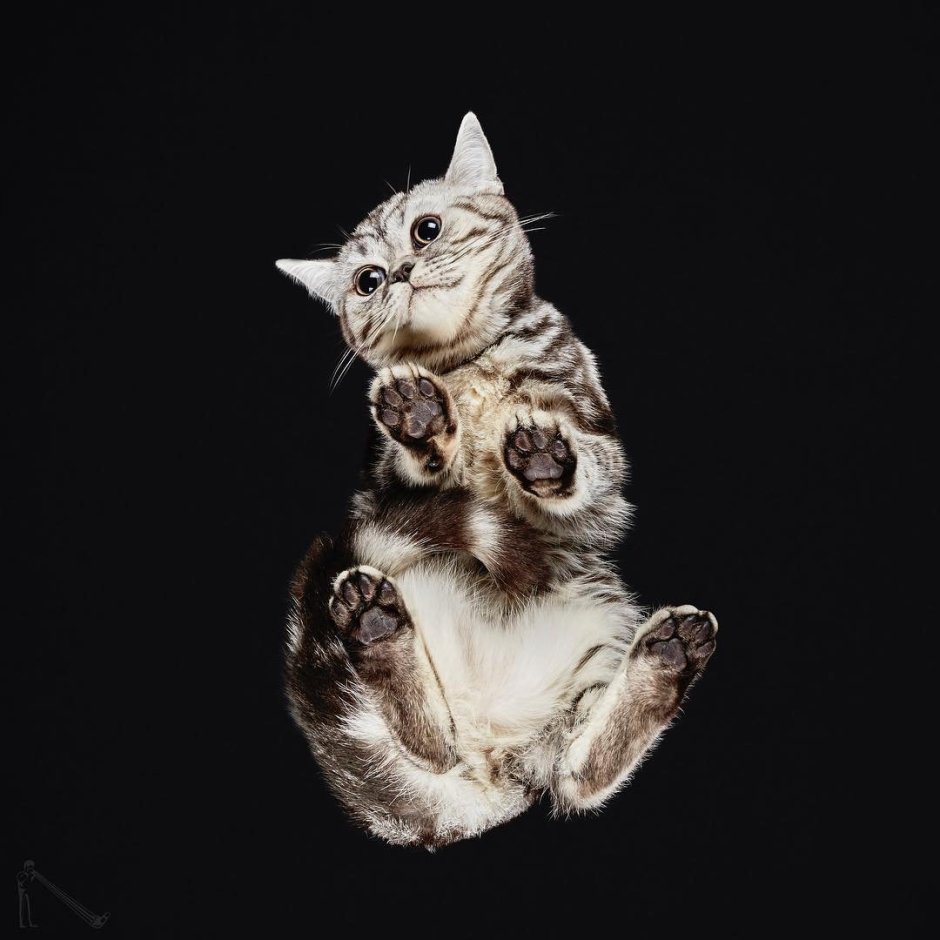 Кот ракурс сверху