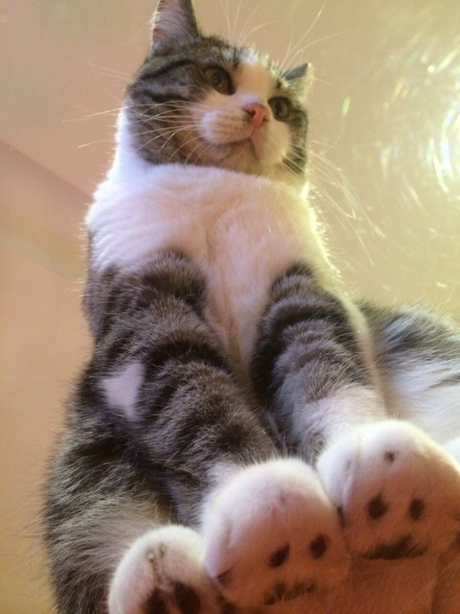 Котик вид снизу