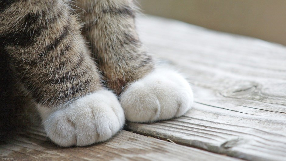 Лапки кошки