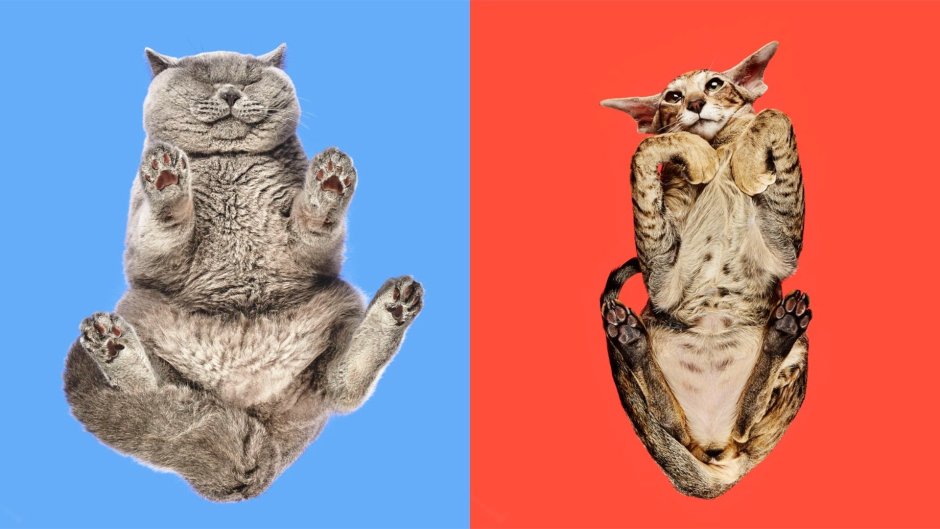 Коты снизу