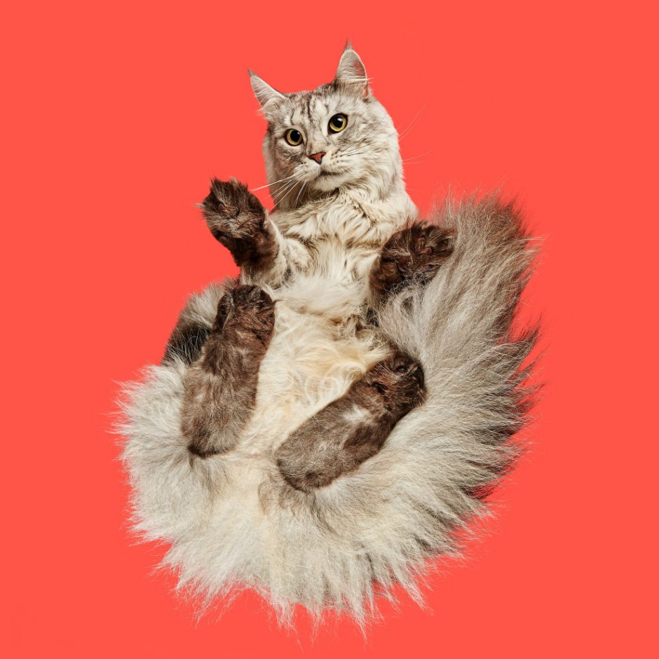 Котенок на стеклянном столе