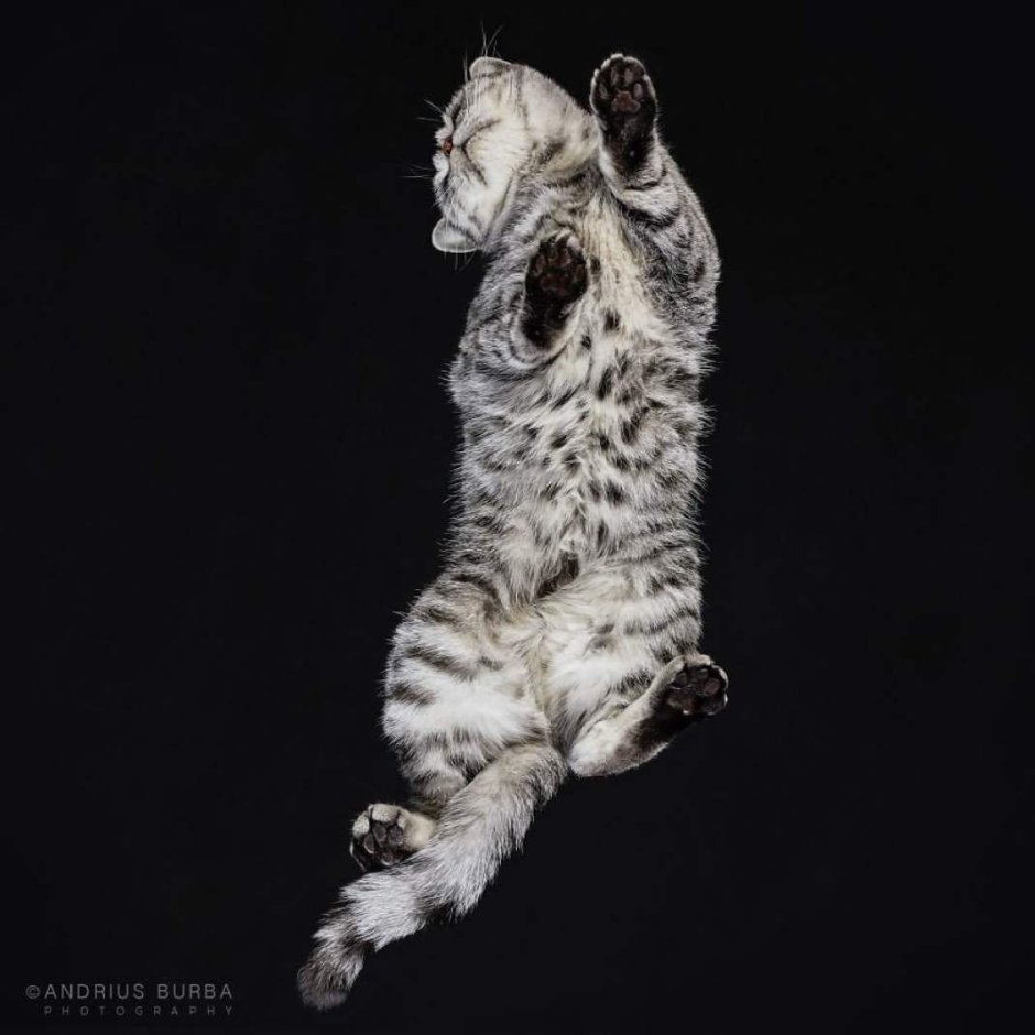 Котёнок котэ сборник