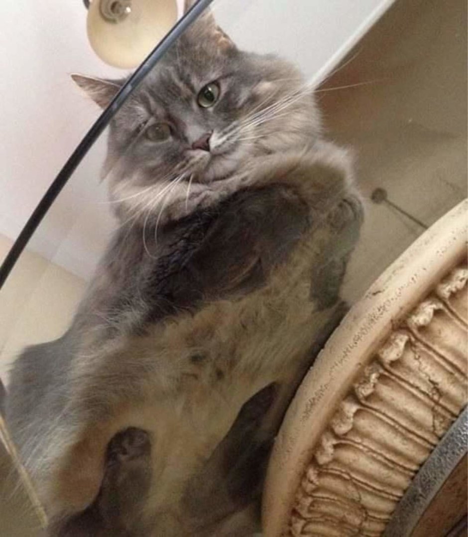 Лапа кота