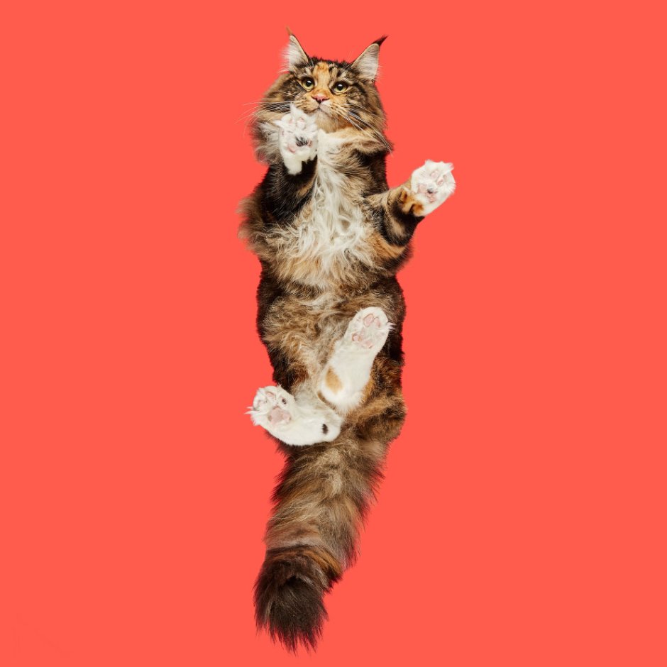 Котенок на фоне неба