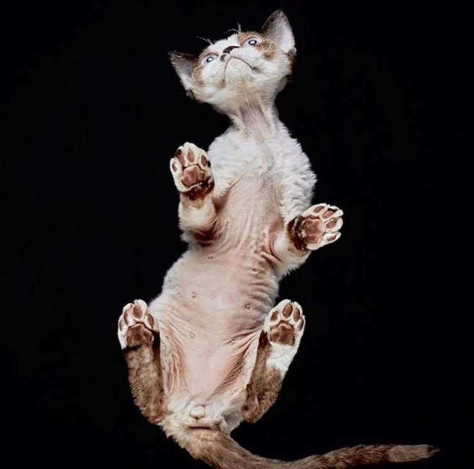 Кошка вид снизу