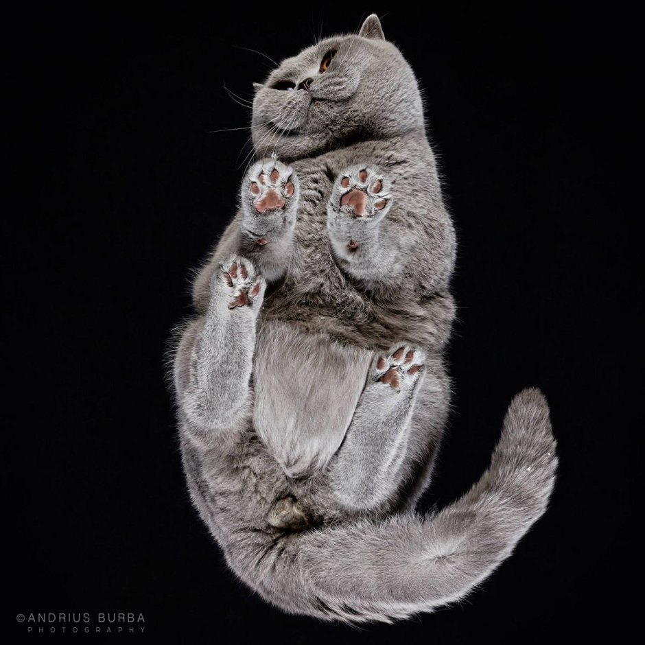 Котики на стеклянном столе