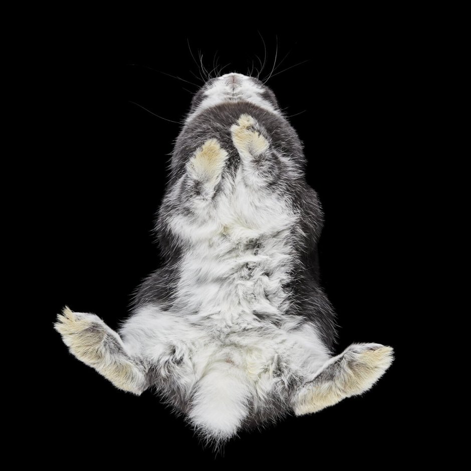 Котенок на стеклянном столе