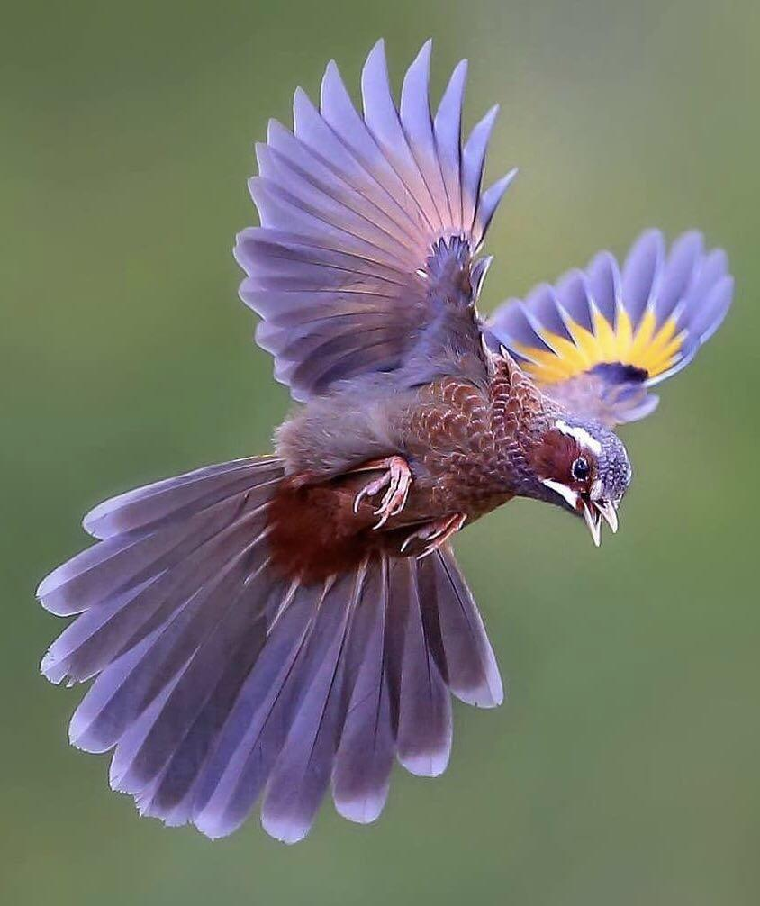 Китоглав злой