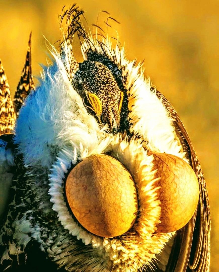 Австралийская якана