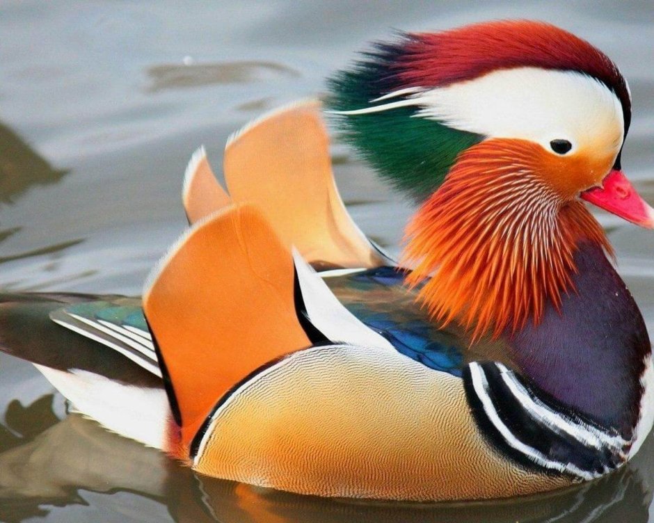 Ошейниковый трогон