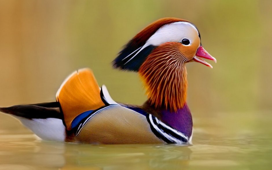 Птица Чеха голос