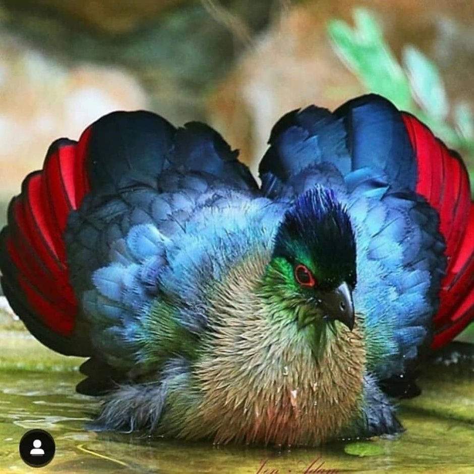 Фазан Аргус