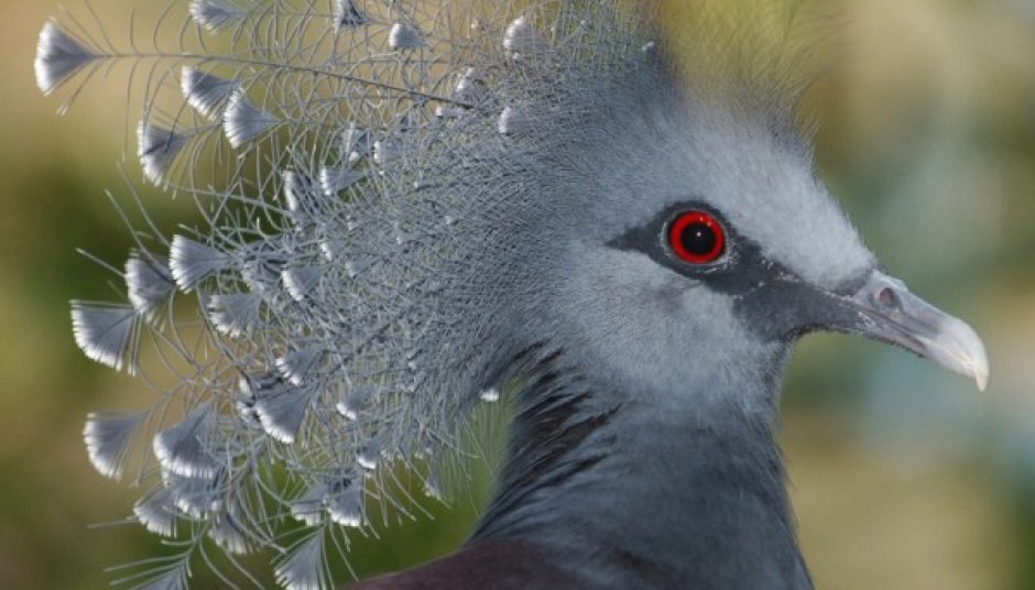 Верееносный весценоснвф голубь