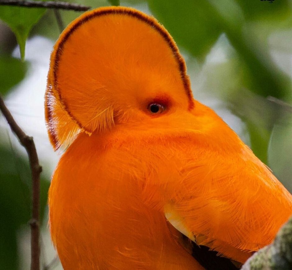 Красота животных и птиц