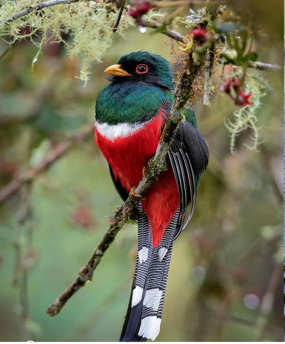 Гвианский скальный петух