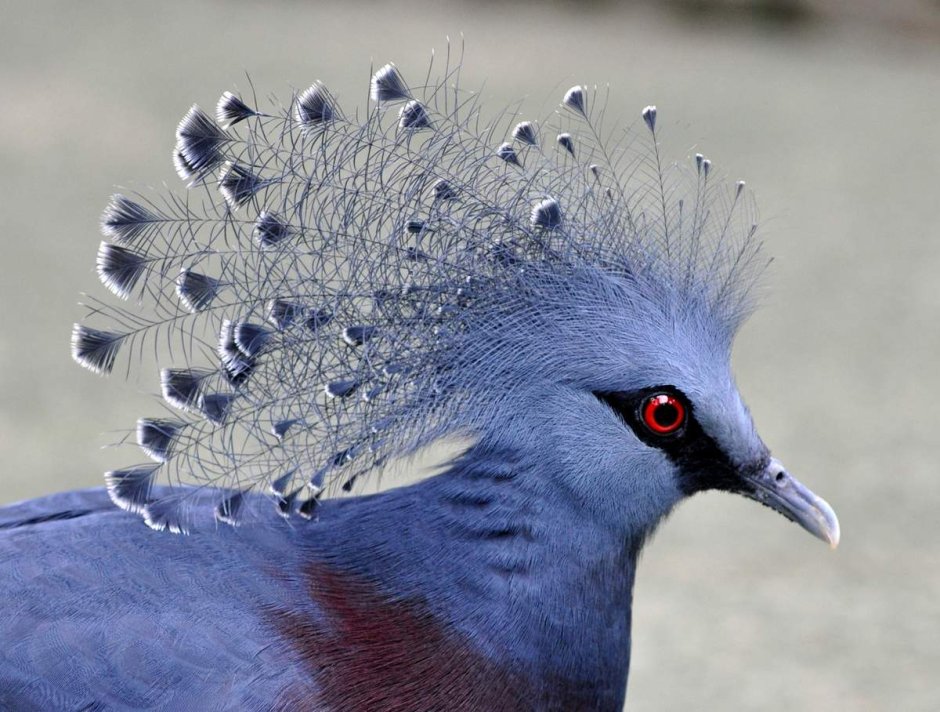 Очень красивые птицы