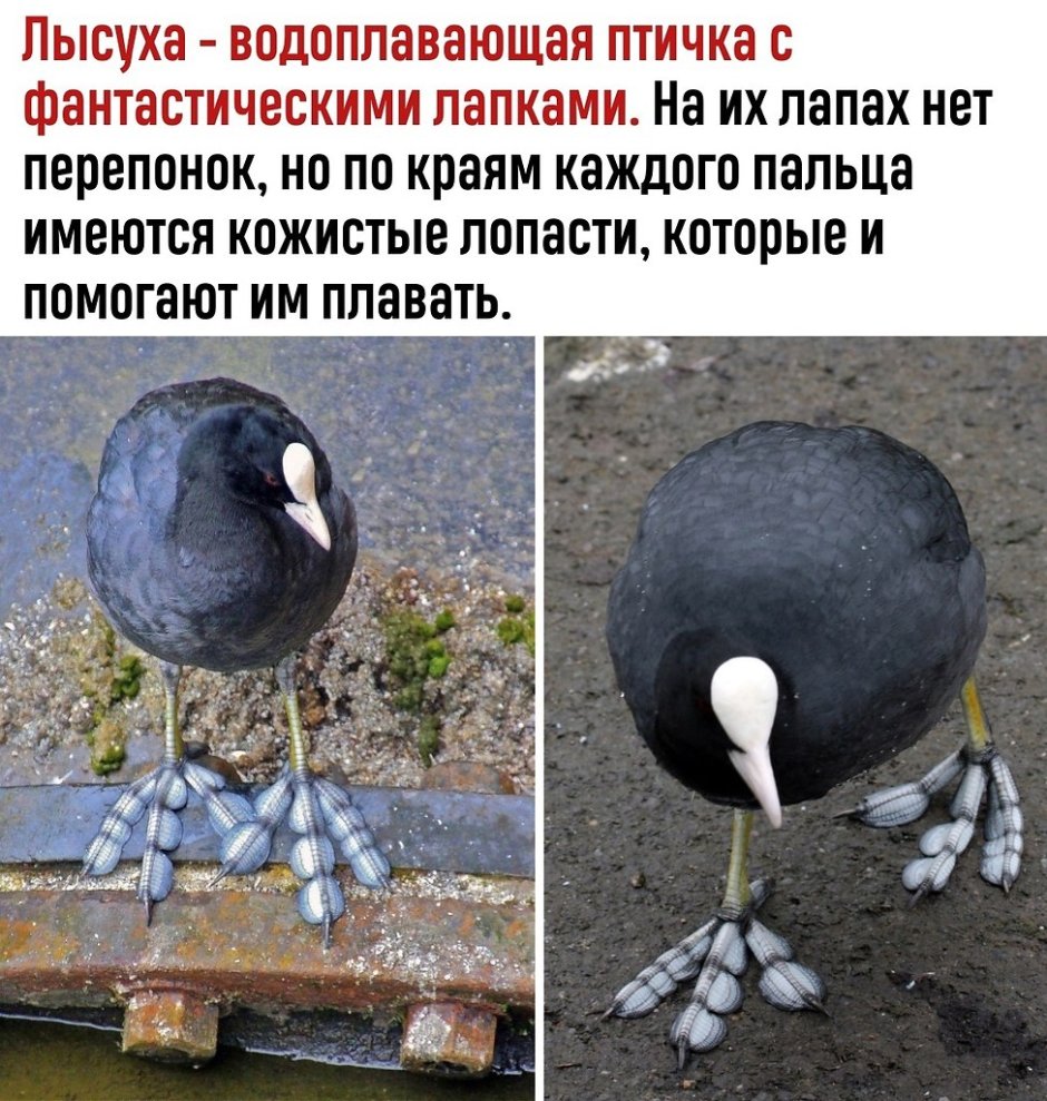 Необычные птицы планеты маленькие