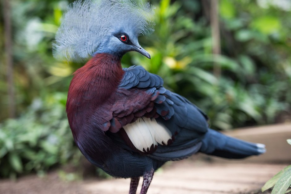 Павлиновая индейка