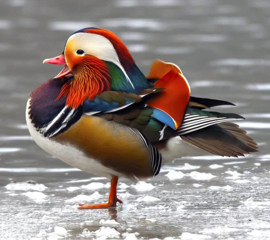 Утка Мандаринка