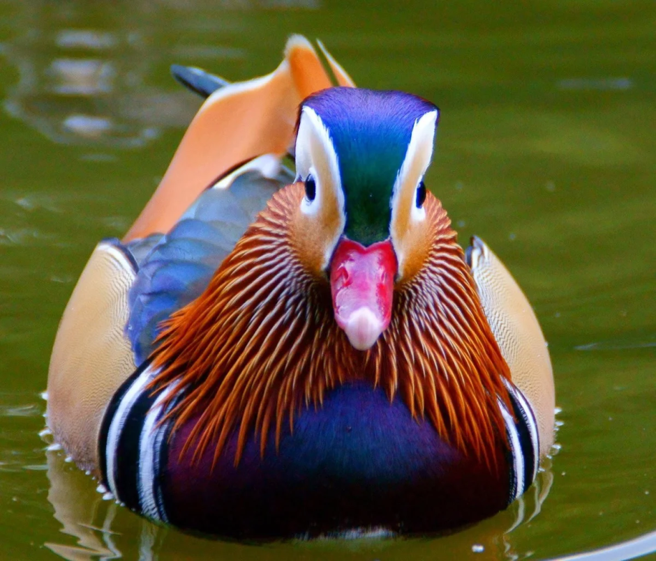 Лазовский заповедник утка Мандаринка