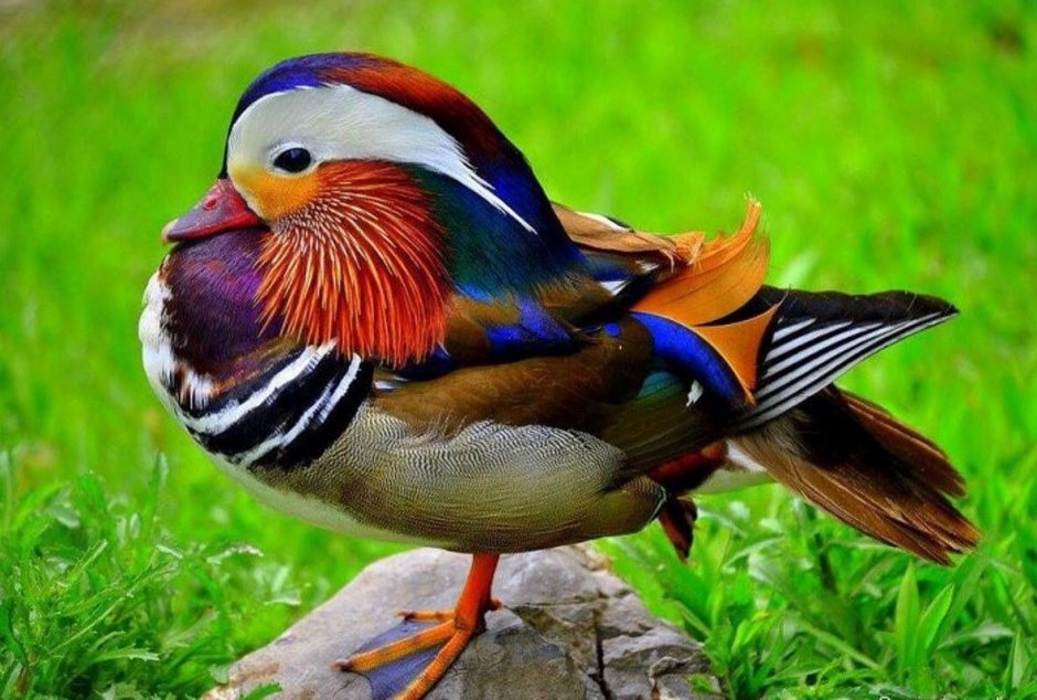 Лазурный Зимородок