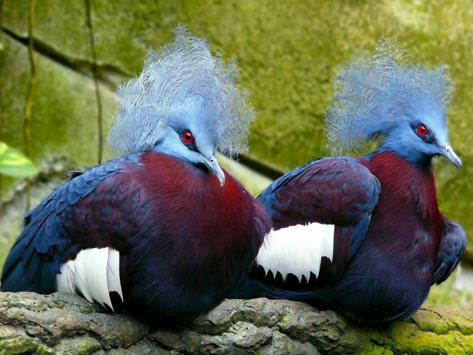 Верееносный весценоснвф голубь