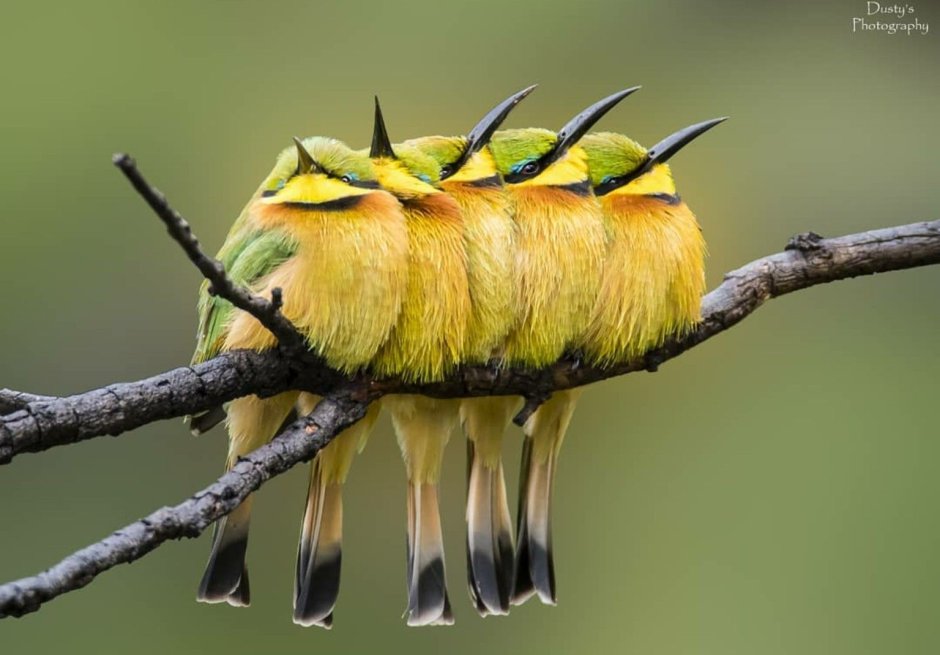 Гоацин птица птенец