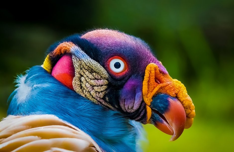 Каштановогрудый венценосный голубь