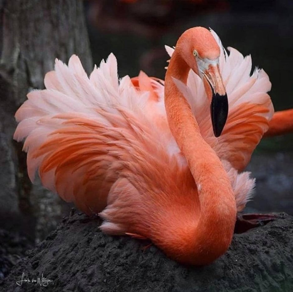 Индийская птица-носорог