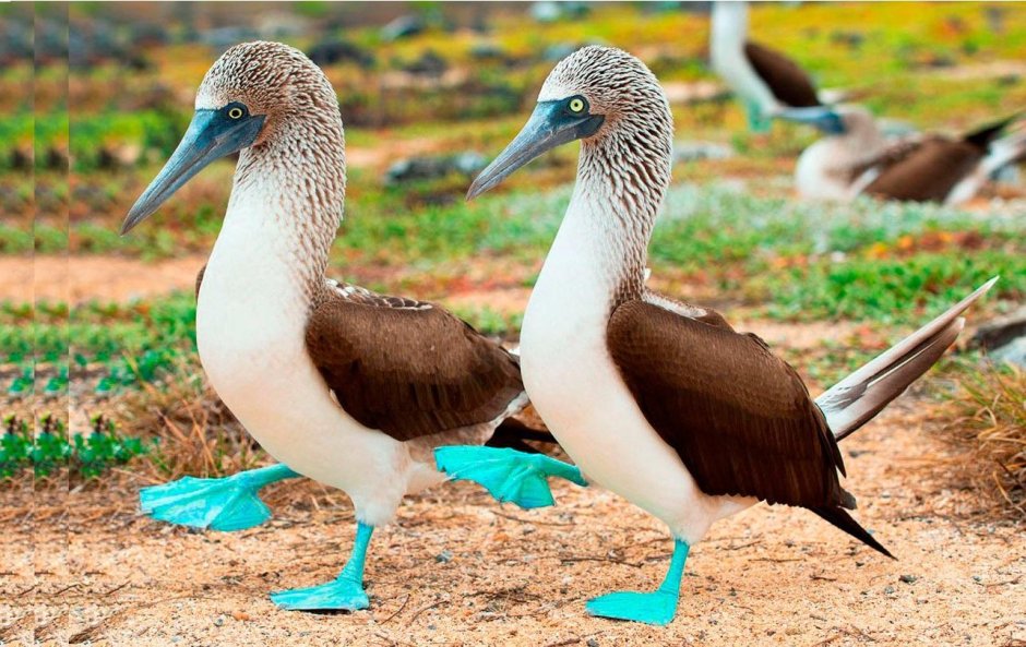 Китайская утка Мандаринка