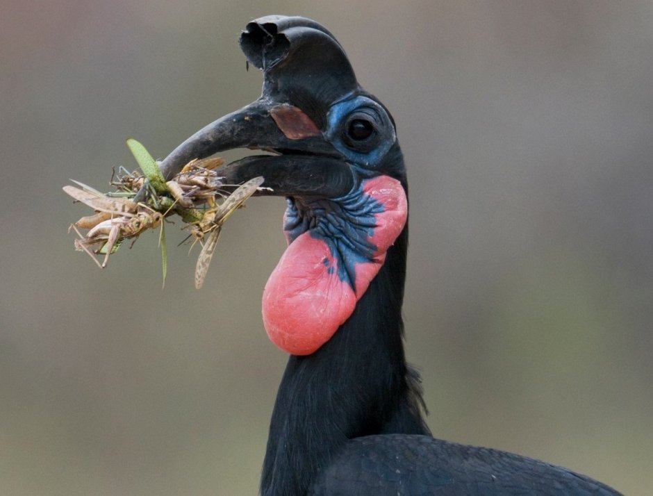 Рубиновый Зимородок