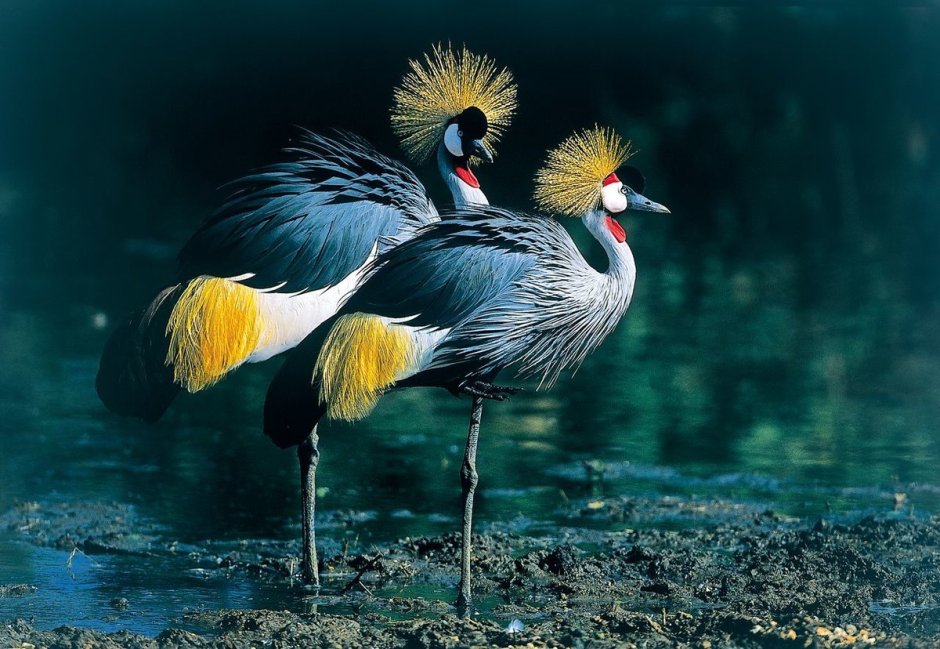 Яркие птицы