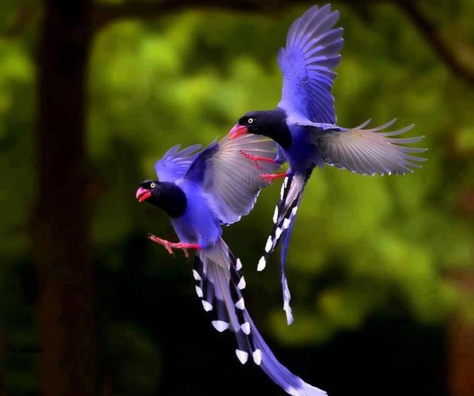 Красивые птицы