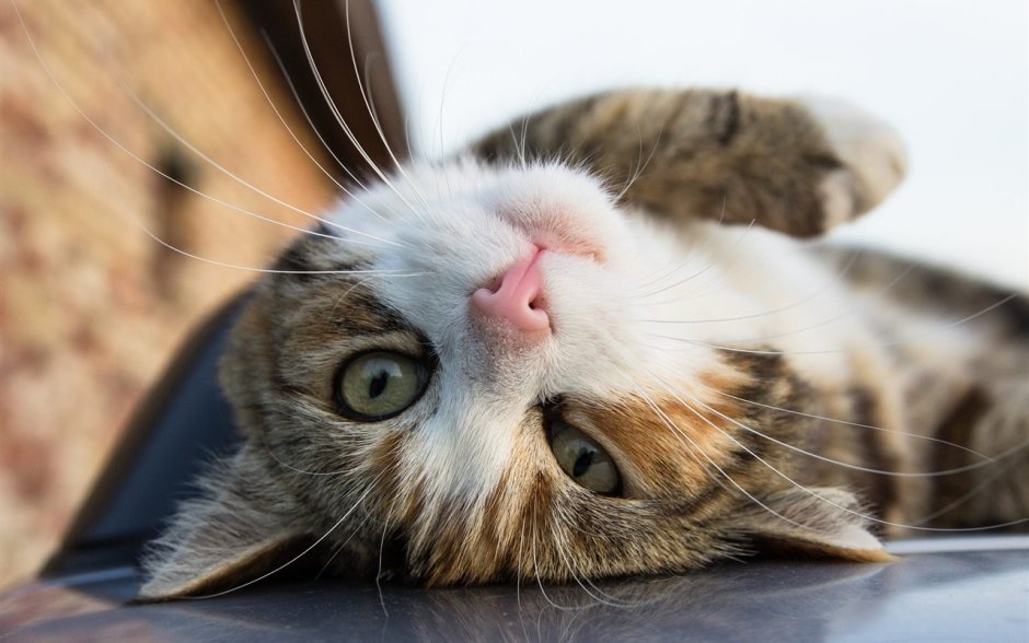 Смешной кот