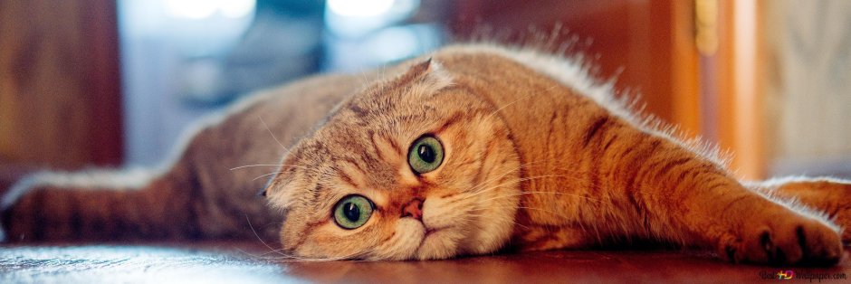 Шотландский вислоухий кот
