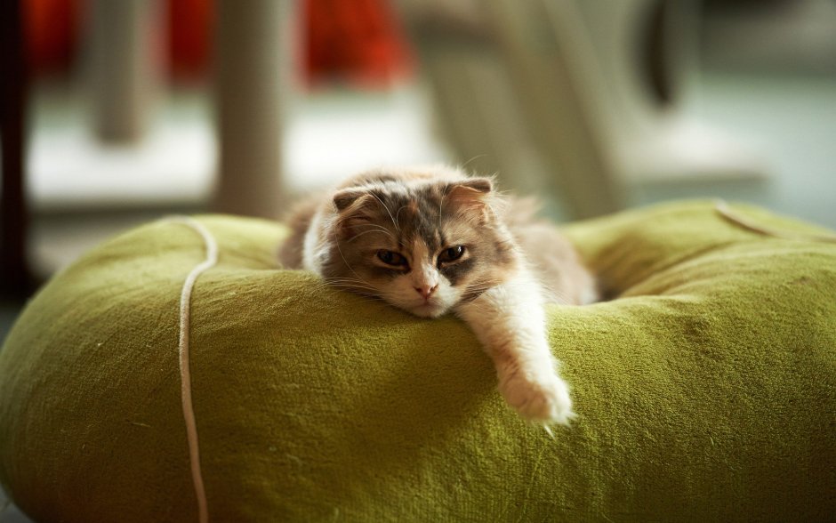Котик лежит