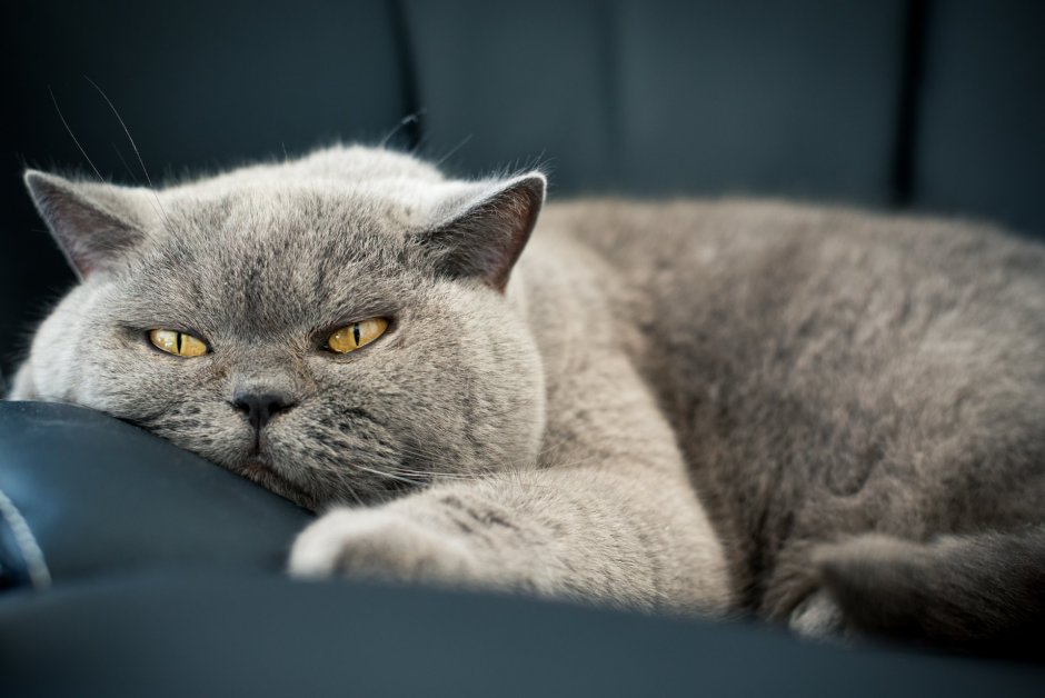 Британский короткошерстный кот толстый