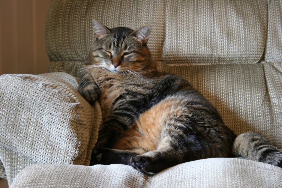 Ленивый кот