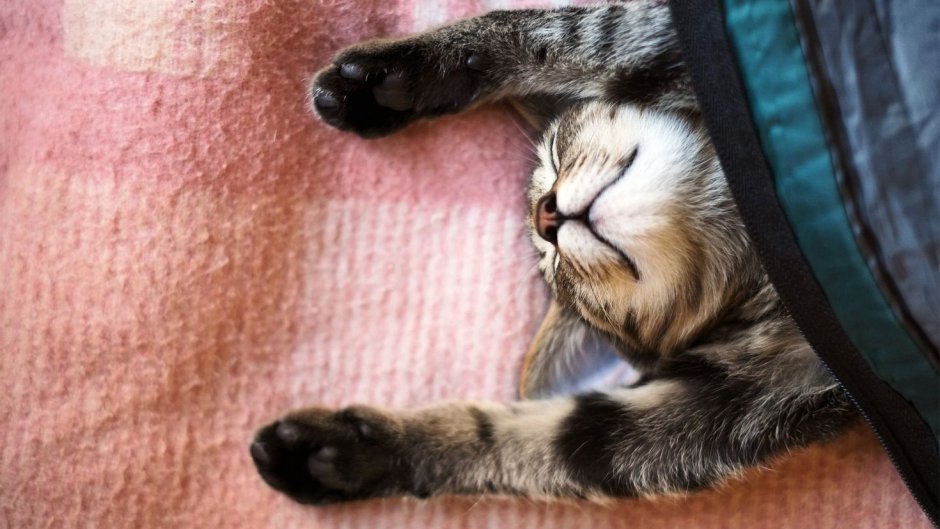 Котик спит
