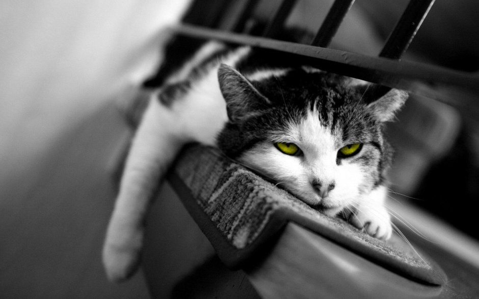 Усталый котик