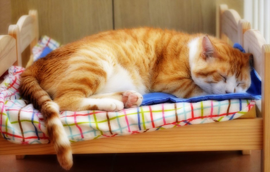 Спящий кот