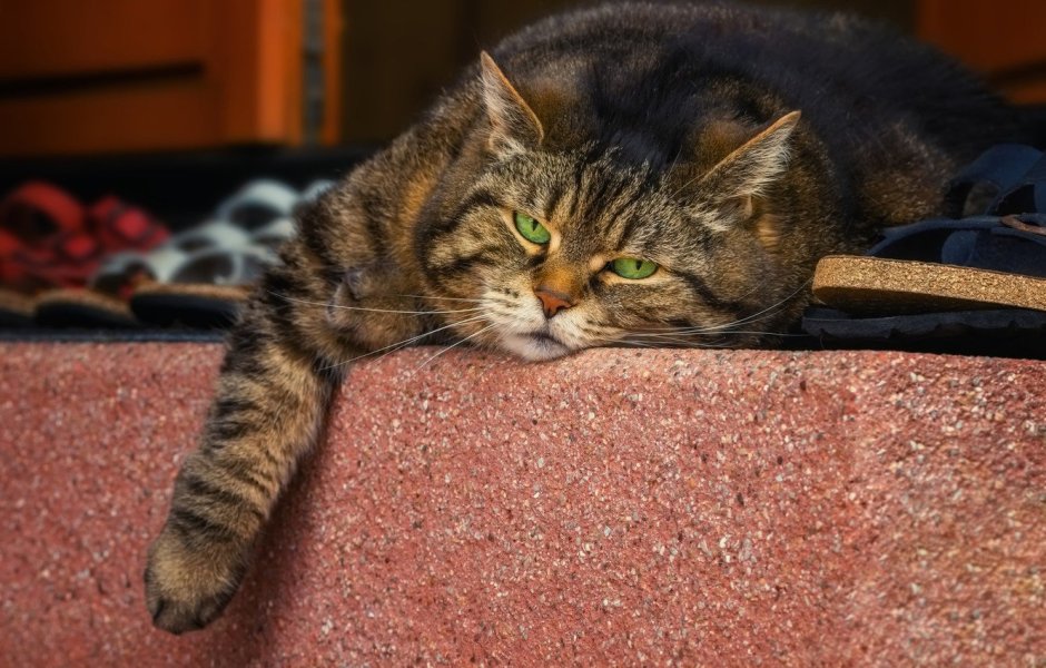 Ленивый кот