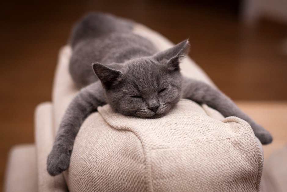Коты на диване