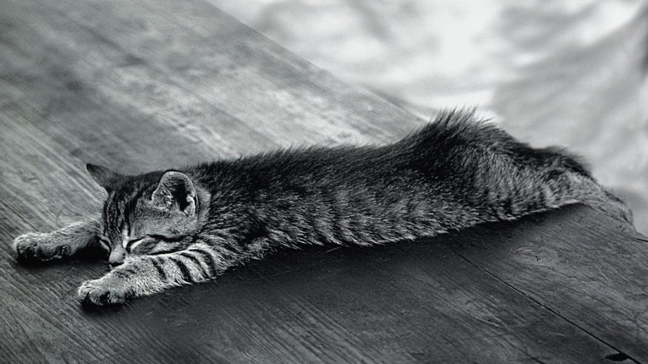Уставший котик