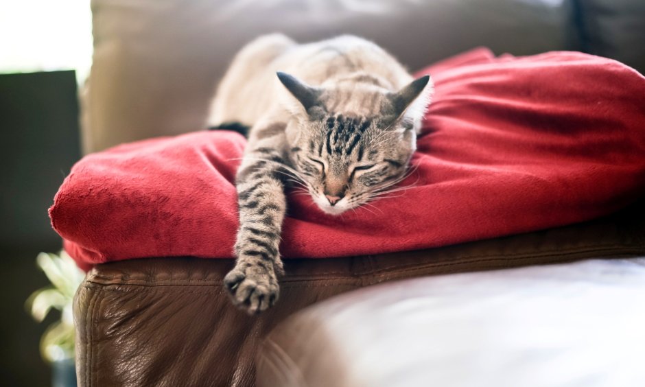 Кошка спит