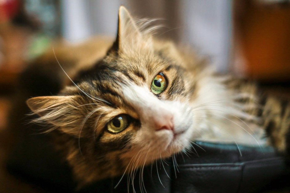 Вялая кошка