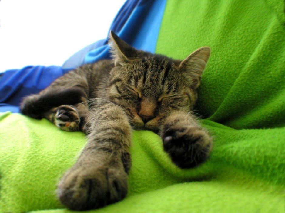 Коты на диване