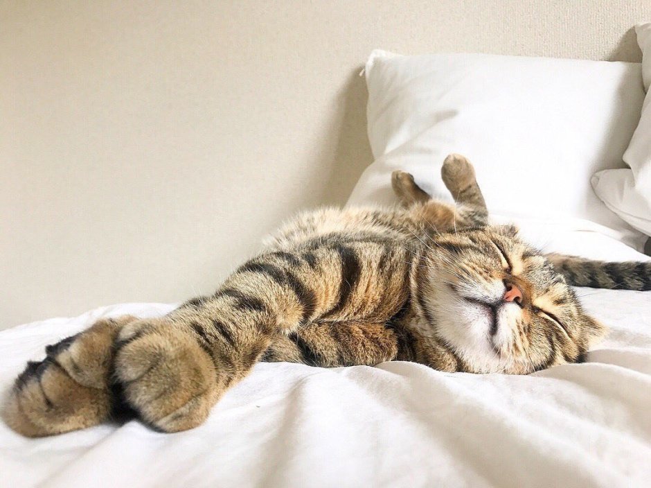 Ленивый кот