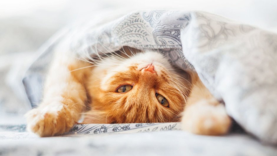 Кот спит под одеялом