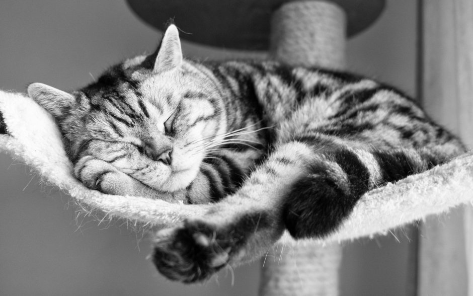 Котенок с клубком фото